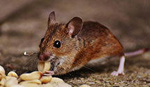 24 Hour & Emergency Exterminators in Gibson City, IL